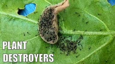 Cluster Caterpillars | Aquaponic & Veggie Patch Plant Destroyers