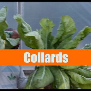 Collards | Aquaponics Growth Cycle