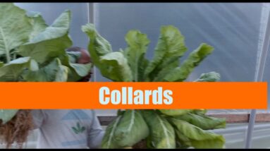 Collards | Aquaponics Growth Cycle