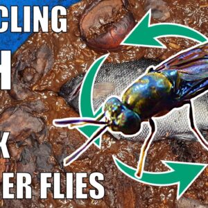 Composting a Fish with Black Soldier Fly Larvae (BSFL) & Garden Update