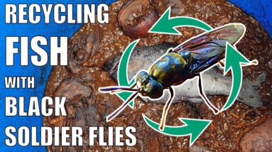 Composting a Fish with Black Soldier Fly Larvae (BSFL) & Garden Update