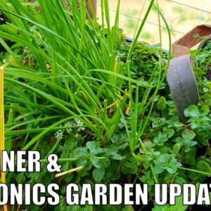 Container Garden & Aquaponics 1st of May Update