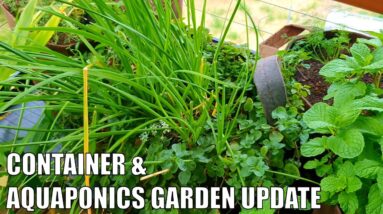 Container Garden & Aquaponics 1st of May Update