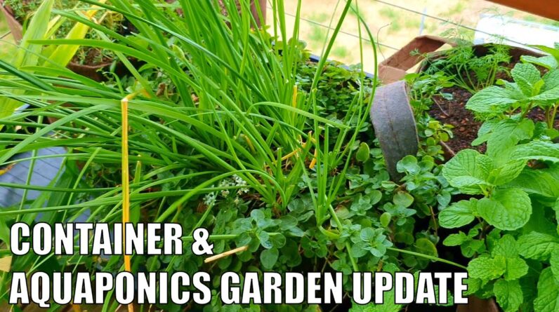 Container Garden & Aquaponics 1st of May Update