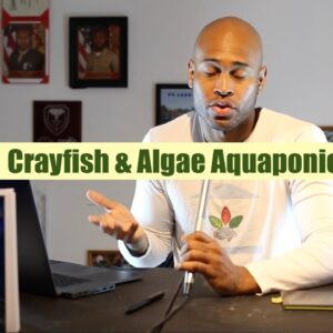 Crayfish and Algae Aquaponics | Ask The Aquaponics God