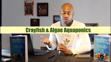 Crayfish and Algae Aquaponics | Ask The Aquaponics God