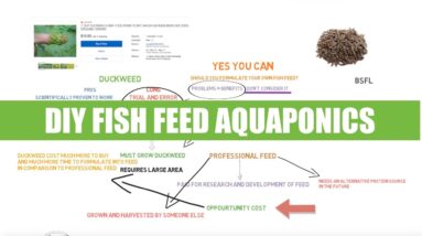 DIY fish feed - BSFL & Duckweed | Ask The aquaponics God