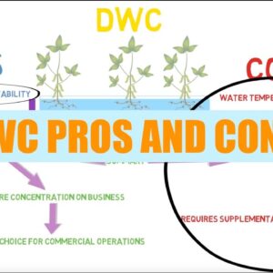 DWC Pros And Cons | Aquaponics