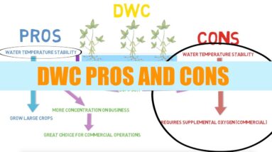 DWC Pros And Cons | Aquaponics