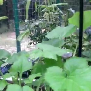 Explosive Aquaponic Growth