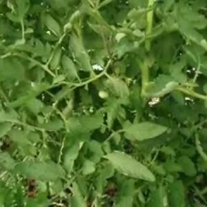 Feeding Fish in Aquaponics System