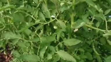 Feeding Fish in Aquaponics System