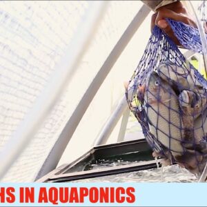 Fish Deaths In My Aquaponics System | The Aquaponics God Ep. 2