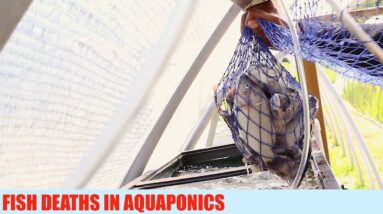 Fish Deaths In My Aquaponics System | The Aquaponics God Ep. 2