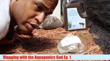 Fish Feed destroyed & New Aquaponics Book | The Aquaponics God Ep.1