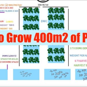 Fish Required To Grow 400m2 of plants | Ask the Aquaponics God Ep34