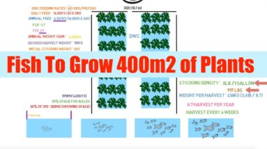 Fish Required To Grow 400m2 of plants | Ask the Aquaponics God Ep34