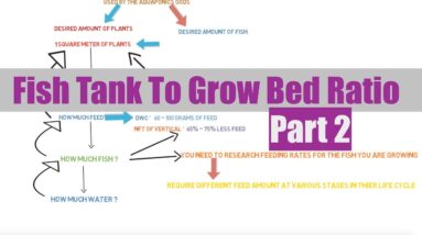 Fish Tank To Grow Bed Ratio Part 2 | Aquaponics