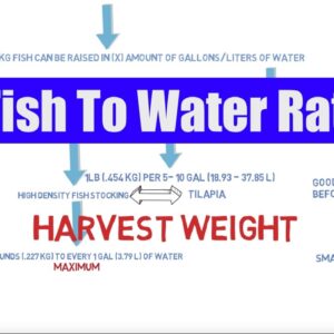 Fish to Water Ratio | Aquaponics