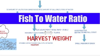 Fish to Water Ratio | Aquaponics