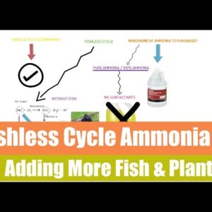 Fishless cycle and adding fish Afterwards | Ask The Aquaponics God