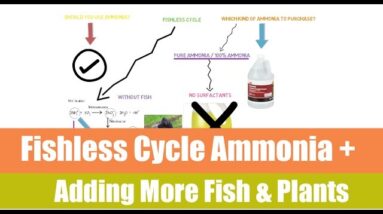 Fishless cycle and adding fish Afterwards | Ask The Aquaponics God