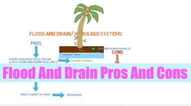 Flood and Drain Pros And Cons | Aquaponics