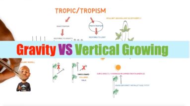 Gravity Vs Vertical Growing | Ask The Aquaponics God Ep31