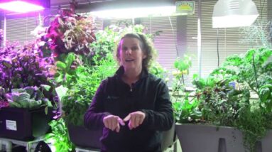 Grow Lighting for Aquaponics Part 1