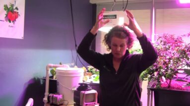 Grow Lighting for Aquaponics Part 3 - HID