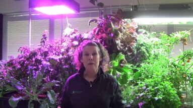 Grow Lighting for Aquaponics Part 4 - LED & Induction