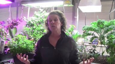 Grow Lighting for Aquaponics Part 5 - Cost Comparison