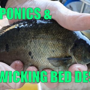 Sick Fish & New Wicking beds | Mid Spring Aquaponics & New Wicking Bed Design Update