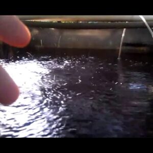 Healthy Aquaponic Water