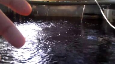 Healthy Aquaponic Water