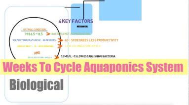 How Long to Cycle An Aquaponics System | Ask The aquaponics God Ep19