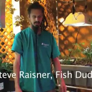 How to Introduce New Fish to your Aquaponic System