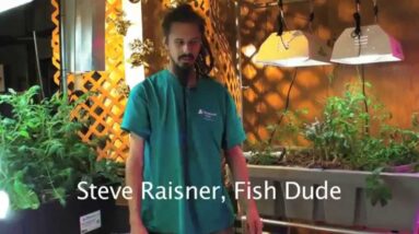 How to Introduce New Fish to your Aquaponic System