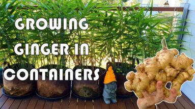 How We Grow Ginger In Containers to Get a BUMPER Harvest