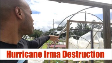 Hurricane Irma Destruction | The Aquaponics God Ep. 3