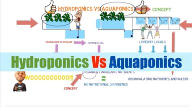 Hydroponics vs Aquaponics