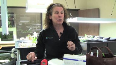 Iron Deficiency in Aquaponics - Part 1: Diagnosing and Treating