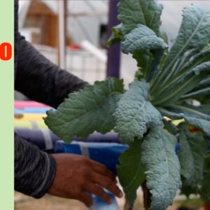 Lacinato Kale | Aquaponics Growth Cycle