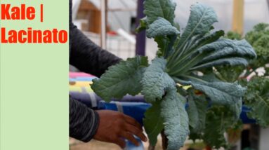 Lacinato Kale | Aquaponics Growth Cycle