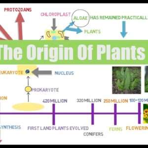 Lecture #2 Botany For Aquaponic Growers: The Origin Of Plants