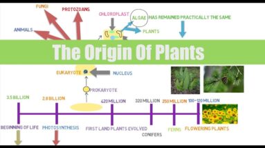 Lecture #2 Botany For Aquaponic Growers: The Origin Of Plants