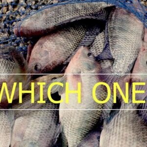 LET’S TALK BEST FISH FOR YOUR AQUAPONICS SYSTEM