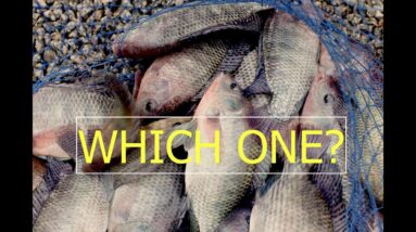 LET’S TALK BEST FISH FOR YOUR AQUAPONICS SYSTEM