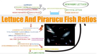 Lettuce And Pirarucu Fish Ratios | Ask the Aquaponics God