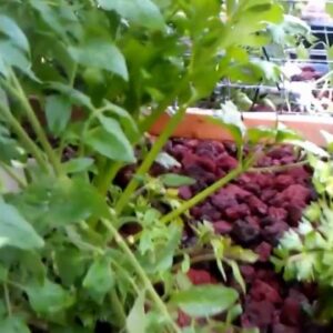 March 1st Aquaponics Video Update